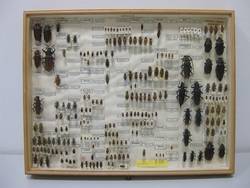 Käfer, Coleoptera, Sammlung Müller/Rosinsky;