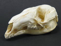 Flinkwallaby, Macropus agilis