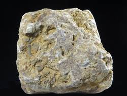 Dolomitischer Kalk mit Fossilresten