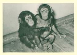 Schimpansenkinder "Jaques" und "Tim" im Tierpark Berlin.