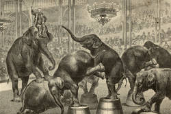 Die dressierten Elefanten im Circus Salamonsky in Berlin;