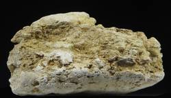 Dolomitischer Kalk mit Fossilresten