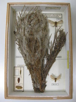 Kiefernprozessionsspinner, Thaumetopoea pinivora
