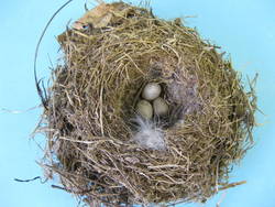 Bachstelze, Motacilla alba, Nest mit 3 Eiern