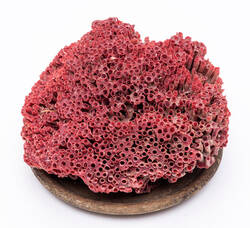 Rote Koralle auf einem Holzteller