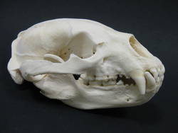 Kragenbär, Ursus thibetanus, weiblich