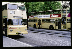 Busse am Roseneck 4.6.76.