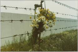 o.T., Wiesenblumenstrauß am Grenz-Signalzaun