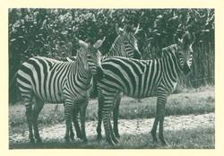 "Askanisa Nowa" im Tierpark Berlin vom 6. Januar bis 31. März 1965 Steppenzebras