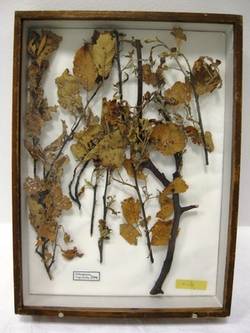 Sackträgermotte Coleophora nigricella, Fraßbild