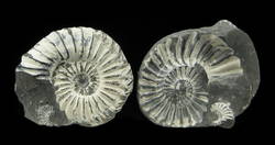 Pleuroceras spinatum (BRUGUIÈRE), Platte und Gegenplatte