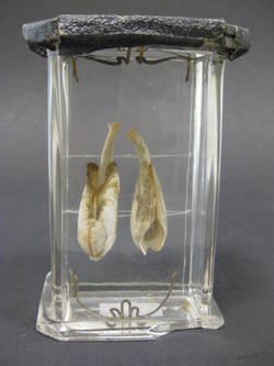 Bohrmuschel, Pholas dactylus
