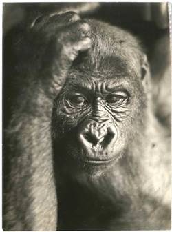 "Gorilla, Dresdener Zoo"