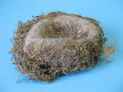 Blaumeise, Cyanistes caeruleus, Nest