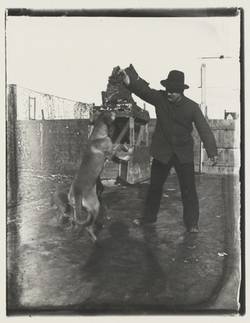 Hundepfleger mit springenden Hunden, vermutlich an der Ringbahn am Westend;