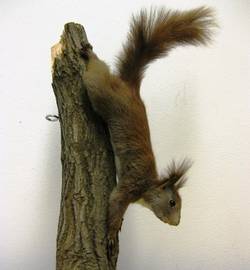 Eichhörnchen, Sciurus vulgaris, Winterfell