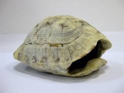 Schildkröte, Testudo spec., Panzer;