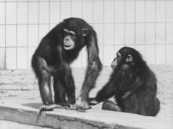 Zoo Berlin: Schimpansen