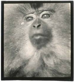 o.T. [Porträt eines Affen, vermutlich im Dresdener Zoo]