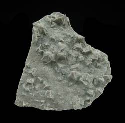 Toniges Sediment mit Steinsalzkristallen
