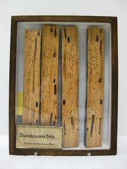 Gemeiner Nagekäfer, Anobium punctatum. Wurmkrankes Holz