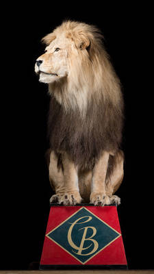 Panthera leo; Löwe Pascha vom Staatszirkus der DDR (Dressurgruppe Coldam);
