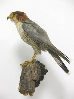 Rothalsfalke, Falco chicquera