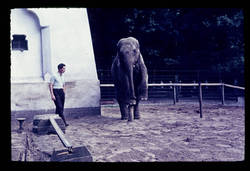 Zoo, Elefant Shanti Sommer 53