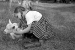 Ein kleines Mädchen krault eine auf einer Wiese liegende Ziege
