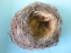 Stieglitz, Carduelis carduelis, Nest
