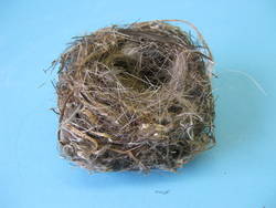 Buchfink, Fringilla coelebs, Nest