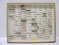 Käfer, Coleoptera, Sammlung Müller/Rosinsky