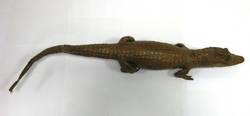Brillenkaiman, Caimanus crocodilus
