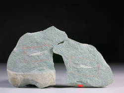 Glaukonit-Sandstein mit Hyolith