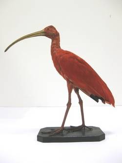 Roter Ibis, Eudocimus ruber;