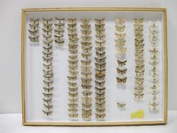 Schmetterlinge, Lepidoptera, Sammlung Cleve