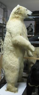 Eisbär, Ursus maritimus, weiblich