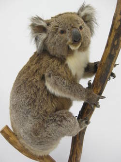 Koala, Phascolarctos cinereus;
