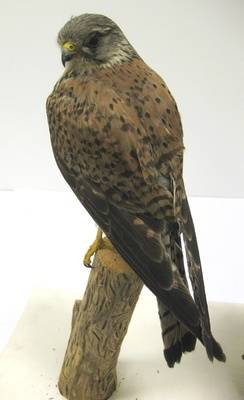 Turmfalke, Falco tinnunculus, männlich.