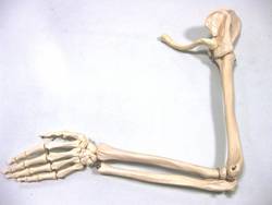 Mensch, Homo sapiens, Armskelett mit Schultergürtel