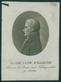 D. Carl Ludw. Willdenow
