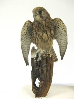 Turmfalke, Falco tinnunculus, weiblich, mit Feldsperling, Passer montanus