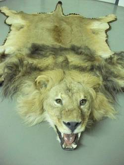 Panthera leo (Löwe); als Vorleger gearbeitetes Fell mit präpariertem Kopf