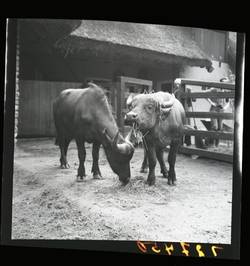 „Zwei Kaffernbüffel im Zoo eingetroffen.“