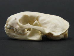 Europäischer Iltis, Mustela putorius, weiblich