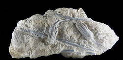 Kalksteinblock mit der Seelilie Encrinus liliiformis