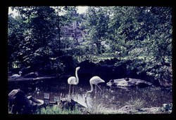 Zoo Flamingos 20.6.53.