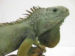 Grüner Leguan, Iguana iguana