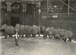 Elefantenprobe im Circus Busch Berlin;