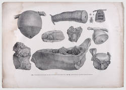  Atlas zur Reise in Brasilien von Dr. v. Spix und Dr. v. Martius - I-IV. Wespennester, V. Fischversteinerungen, VI-IX Knochen eines Mastodon